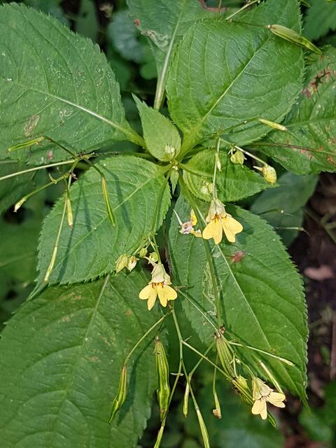 kleines Springkraut Zentralasien