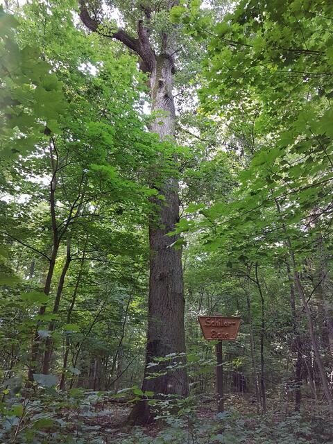 Schilller Eiche