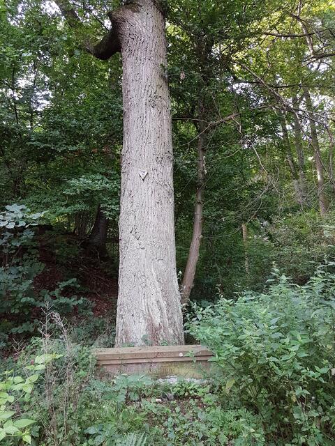 Kerner Eiche , Naturdenkmal und Kernerruh, Bank des Verschönerungsvereins Heilbronn