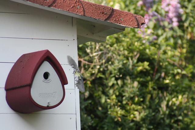 Im Vogelhäuschen zwitschern 8 hungrige Meisen.
