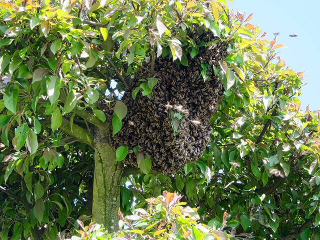 Ca. 5.000 Bienen suchen ein neues Zuhause !