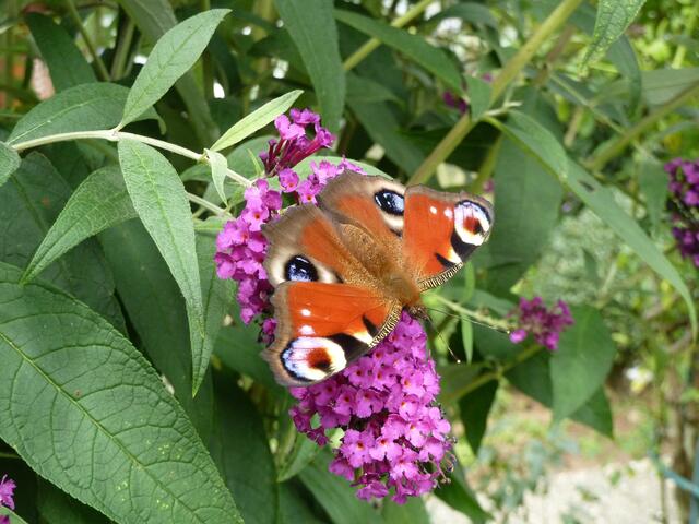 Pfauenauge am Sommerflieder im Garten.