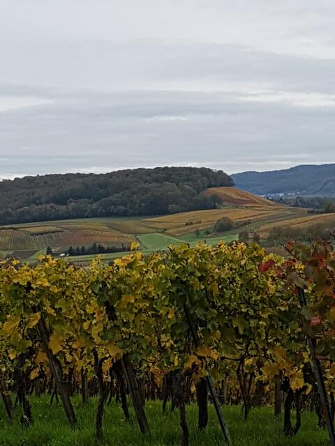 Bunt sind schon die Wälder........und auch die Weinberge
