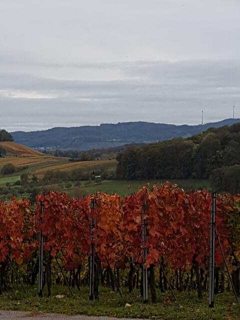 Blick von der Lehrensteinsfelder Hütte in den schwäbischen Wald