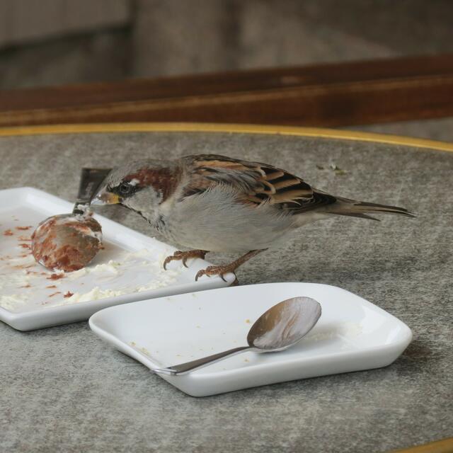 Ein hungriger Haussperling (in diesem Fall fotografiert in Mariefred/ Schweden). Foto: Volker Koehler