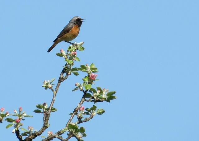 Gartenrotschwanz, Foto: Volker Koehler