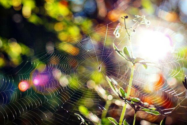 Spinne im Sonnenschein
