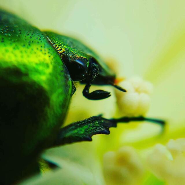 Gemeiner Rosenkäfer