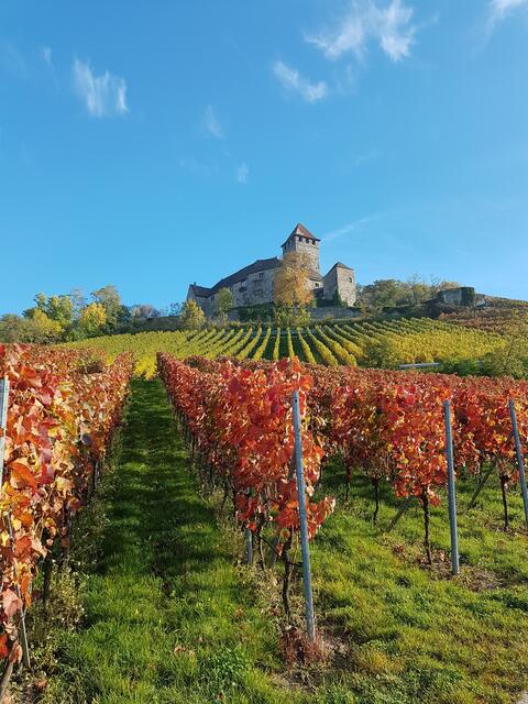 Weinherbst bei Burg Lichtenberg