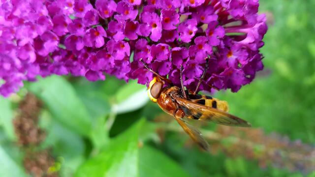 Hornissenschwebfliege auf Flieder
