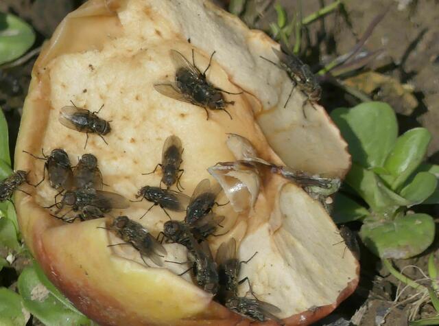 der Apfel war eigentlich für die Vögel gedacht....