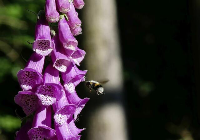 Hummel im Anflug