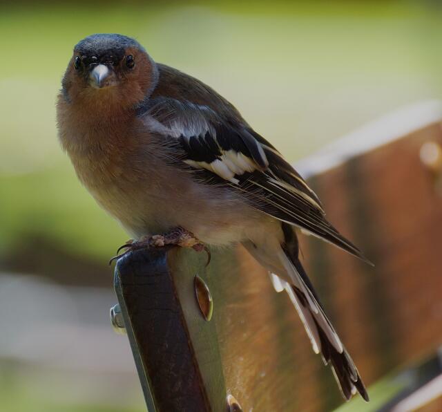 Der Spatz fühlt sich wohl und freut sich über regelmäßiges Futter!