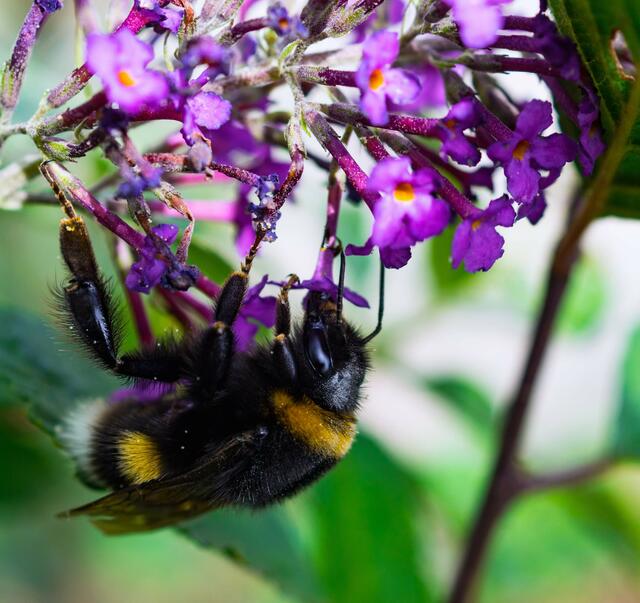 Hummel