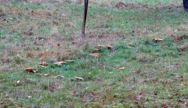 Es braucht schon ein geschultes Auge, wie das von Wilfried, um die Hexenringe immer wieder zu entdecken