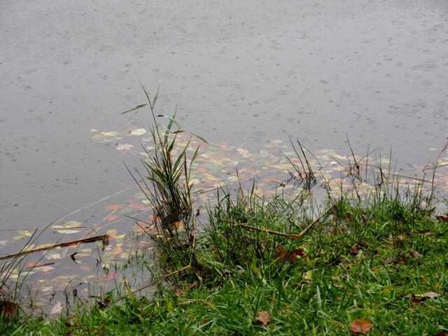 Buntes Laub und jeder einzelne Tropfen zu sehen