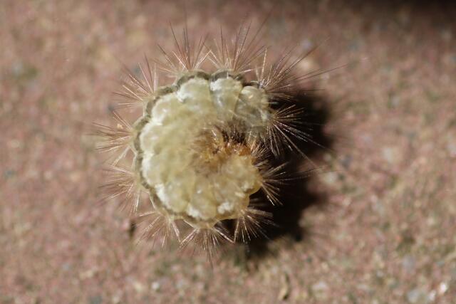 Raupe