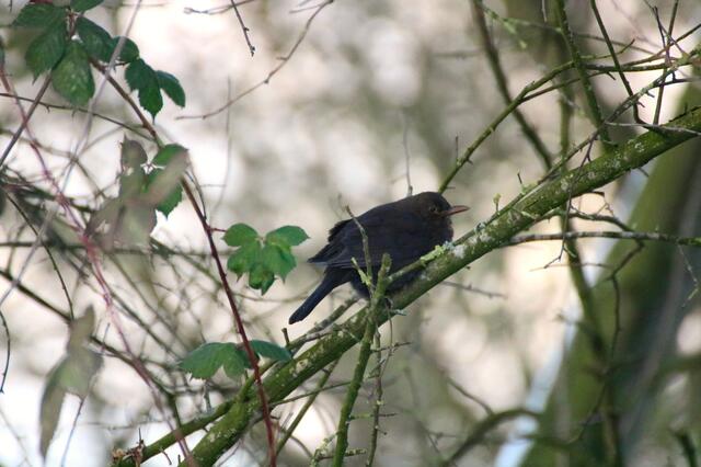 Der Vogel hat sich schon schön rund gegessen