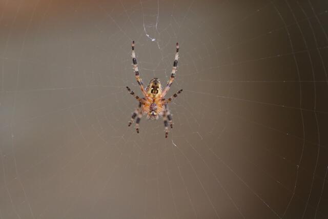 Kreuzspinne