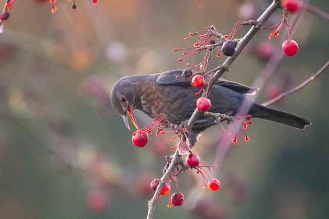 Ich weiß zwar nicht sicher was für ein Vogel das ist, finde das Bild aber sehr schön :)