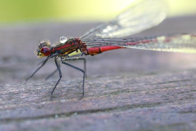 Rote Libelle