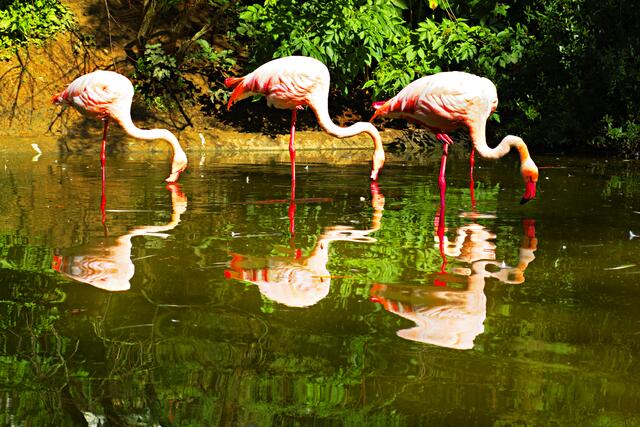 Flamingo in der Voliere