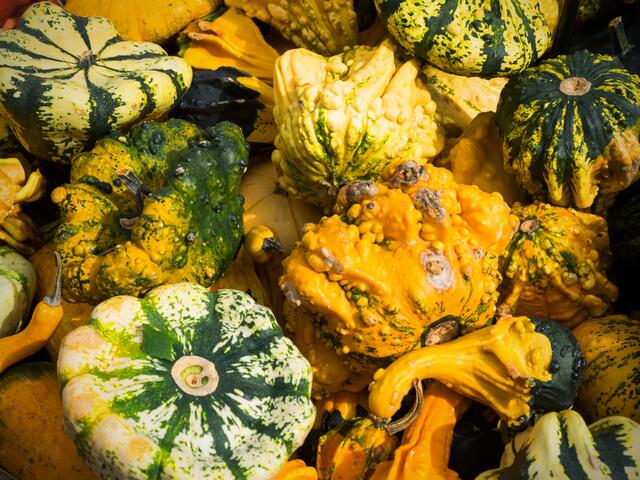Jede Menge Kürbise
