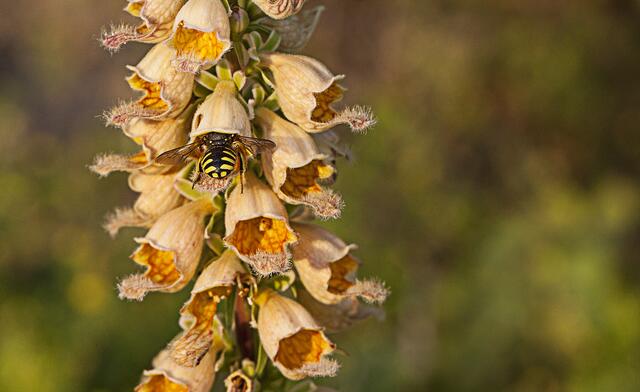 Wildwespe hat angedockt