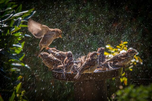 Spatzenbad in der Vogeltränke