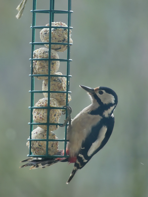 dem Buntspecht schmeckt´s auch