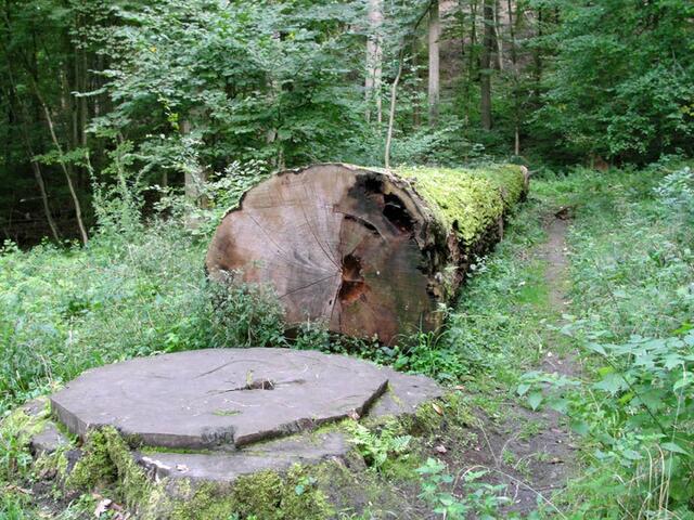 Ehemaliges Naturdenkmal, die "Keppler-Eiche"