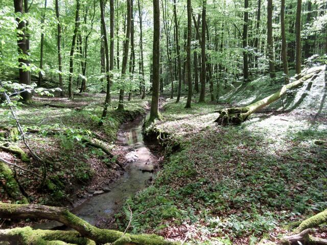 Der Gruppenbach unterhalb des Dornbergs