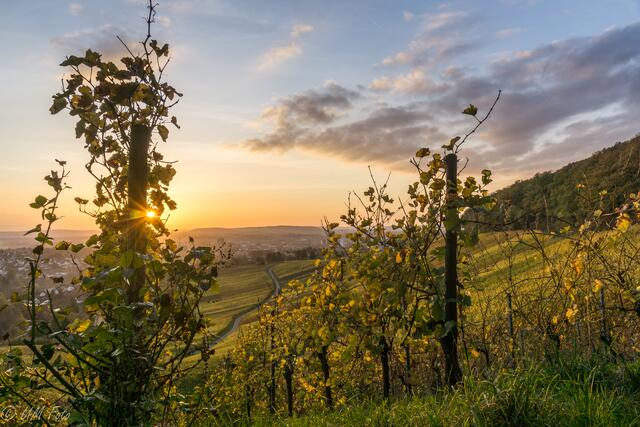 Heilbronner Herstsonne