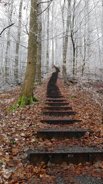 Winterstimmung an der Himmelsleiter im Eppinger Stadtwald