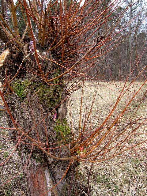 Verwundert betrachteten die Wanderer diesen Elfenbaum...