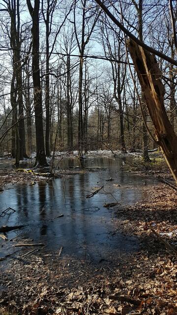 Seenplatte im Stadtwald