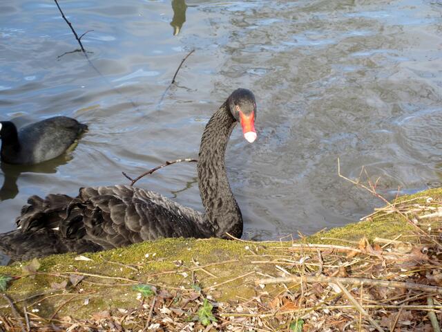 Schwarz- oder Trauerschwan.