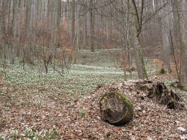 Ein Meer von Blüten im Bannwald.
