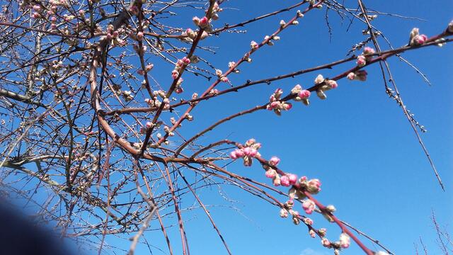 Knospen der Mandelblüten vor einem strahlend blauen Himmel