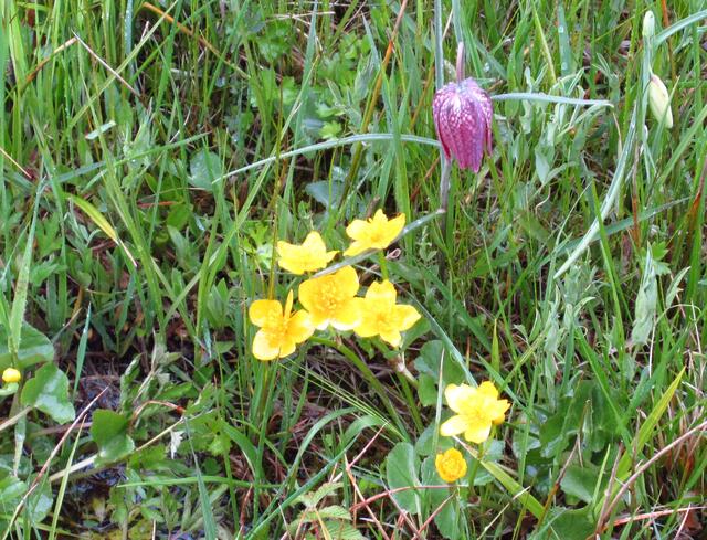 Dieses Bild entstand 2016 auf der sumpfigen Wiese beim Spatzenhof. Auch die Schachblume liebt diesen Standort. Wahrscheinlich hat sie im Köpfertal aber zu wenig Licht.