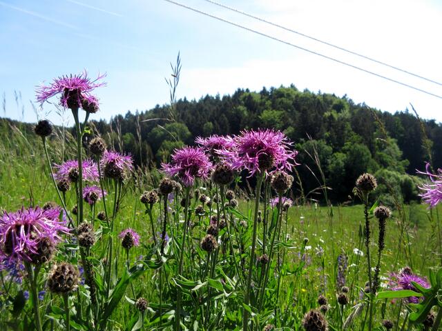 Flockenblumen