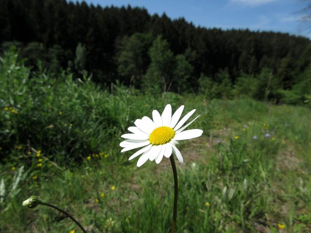 Mitten im Weg... und die Wiesen übersät von Margeriten