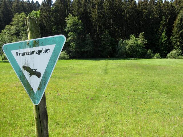 Ganz hinten am Waldrand ist es feucht genug für die Trollblumen. Im Naturschutzgebiet ist es aber verboten von den Wegen abzugehen. Bevor Wandergruppen zu viel kaputt treten, wäre es sinnvoll einen Pfad anzulegen und damit die Besucher zu kanalisieren.