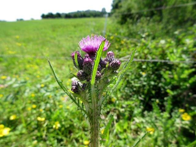 Sogar die gewöhnliche Kratzdistel macht eine gute Figur am Wegesrand. Sie dient vielen Faltern als Nahrung.