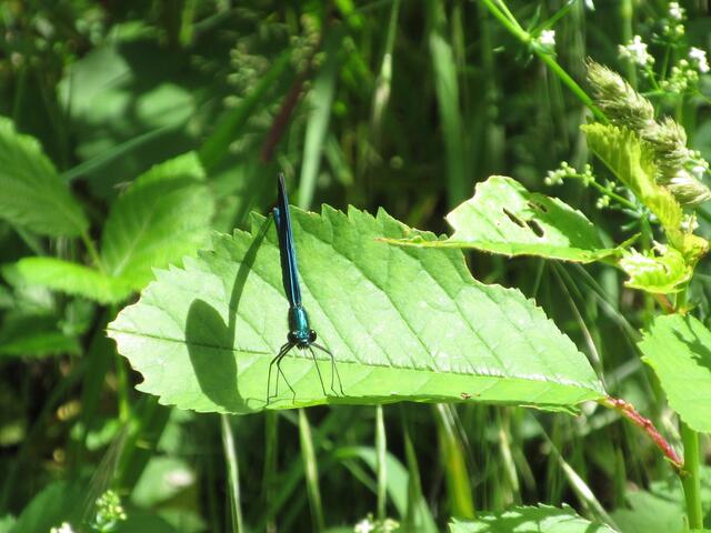 Ein Männchen der blauen Prachtlibelle, wie man sie auch im Köpfertal in Heilbronn findet.