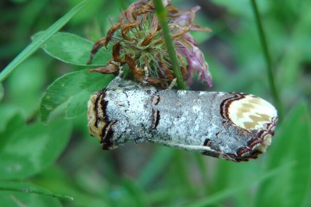 Einem flechtenüberzogenen Ästchen mit Kotfleck gleicht dieser Mondvogel-Schmetterling an der Rotkleeblüte.