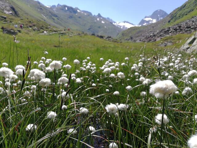 Sumpfige Stellen am Bach bieten dem Wollgras einen idealen Standort. Rechts im Hintergrund der große Piz Buin | Foto: Manjana S.
