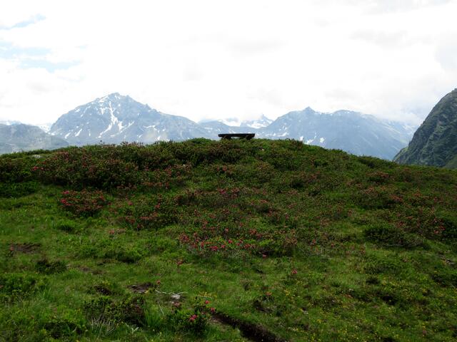Hänge über und über voll mit Alpenrosen