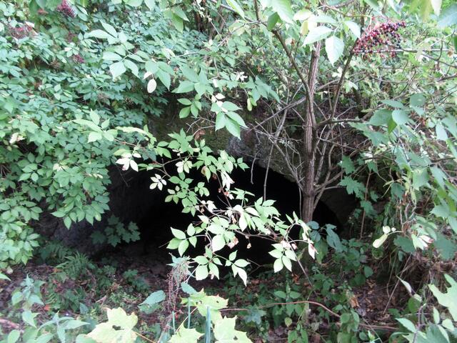 Gerade als die Wanderer den Neckarsteig erreicht haben, entdecken sie einen fast zugewachsenen Tunnel