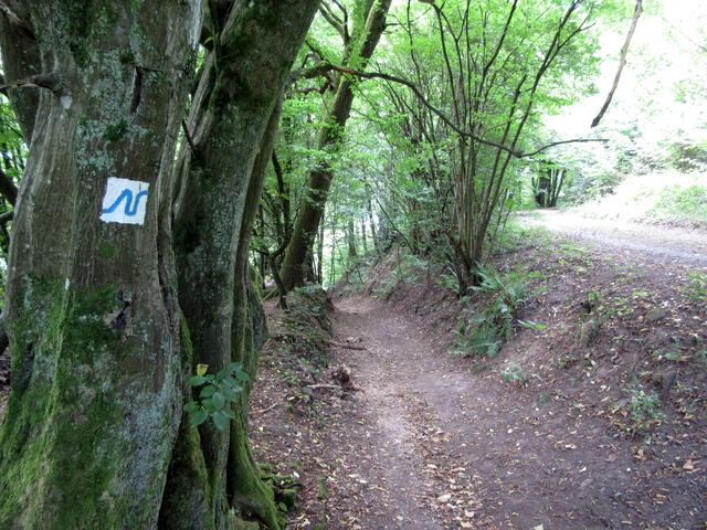 Durch diese hohle Gasse geht es nach Hirschhorn